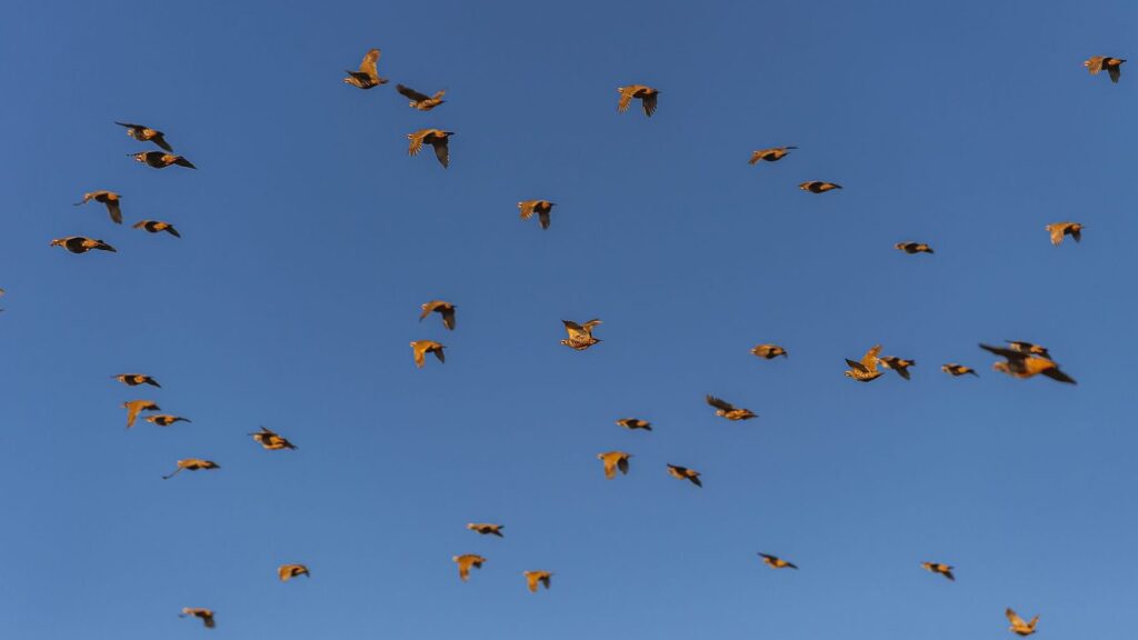 Partridge shooting explained: every question answered