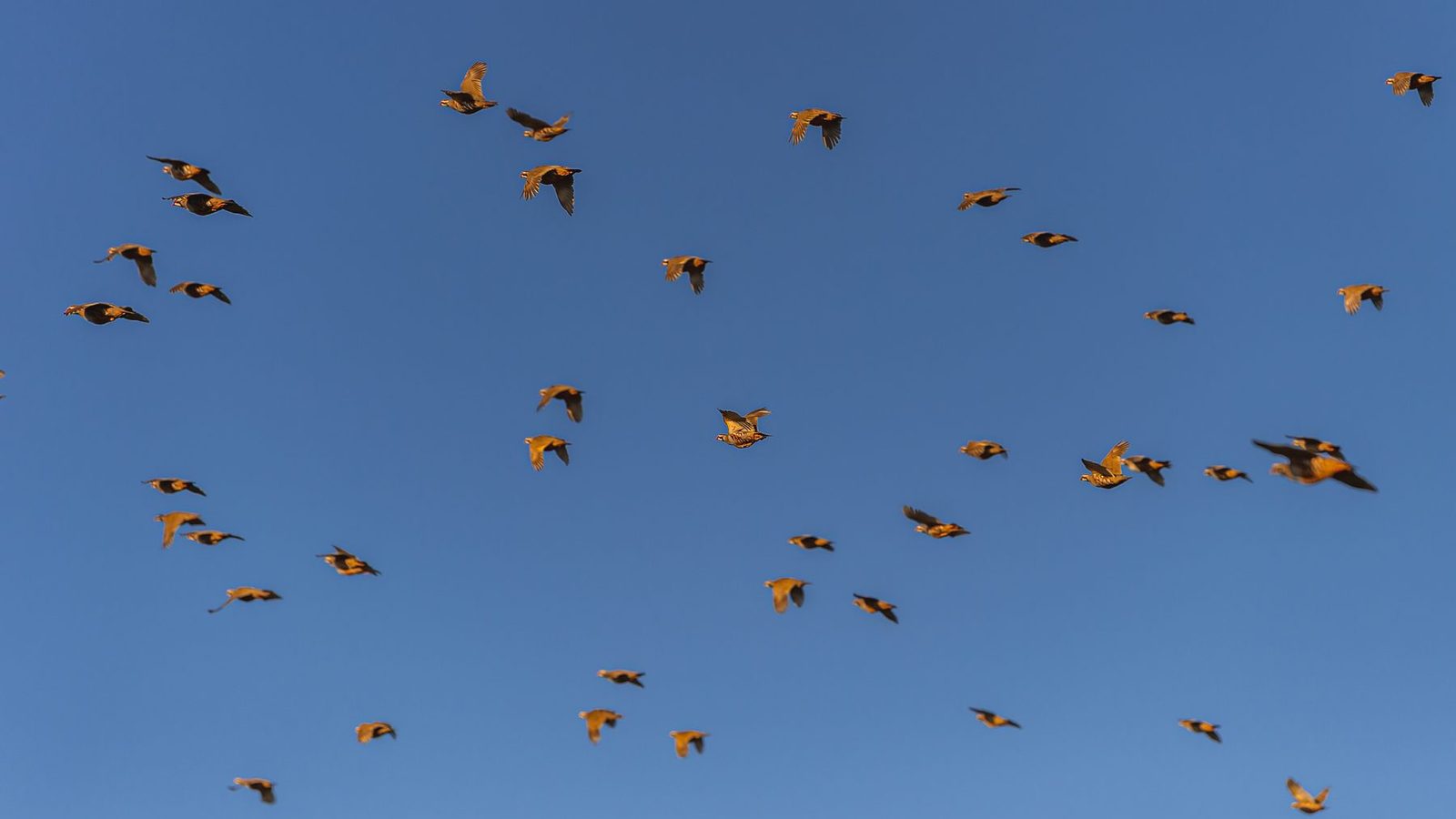 Partridge shooting explained: every question answered