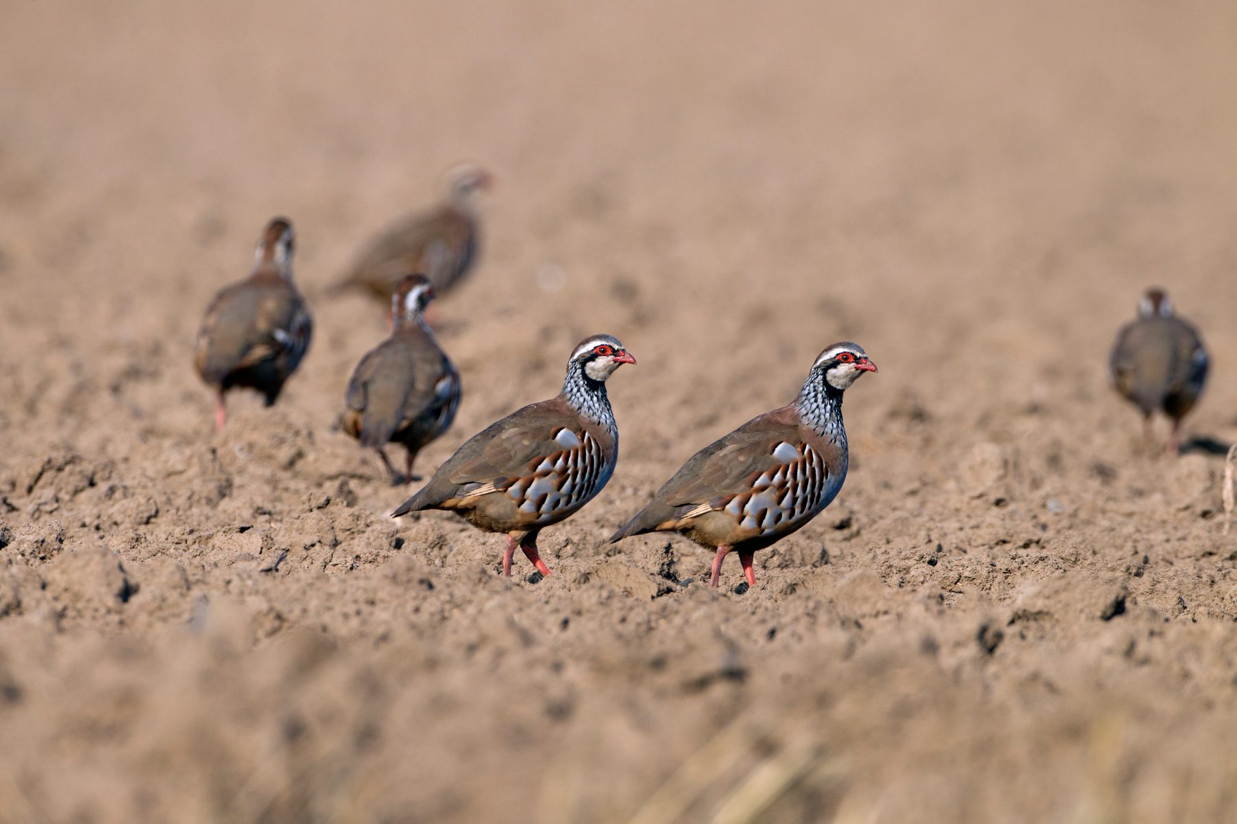 Partridge shooting explained: every question answered