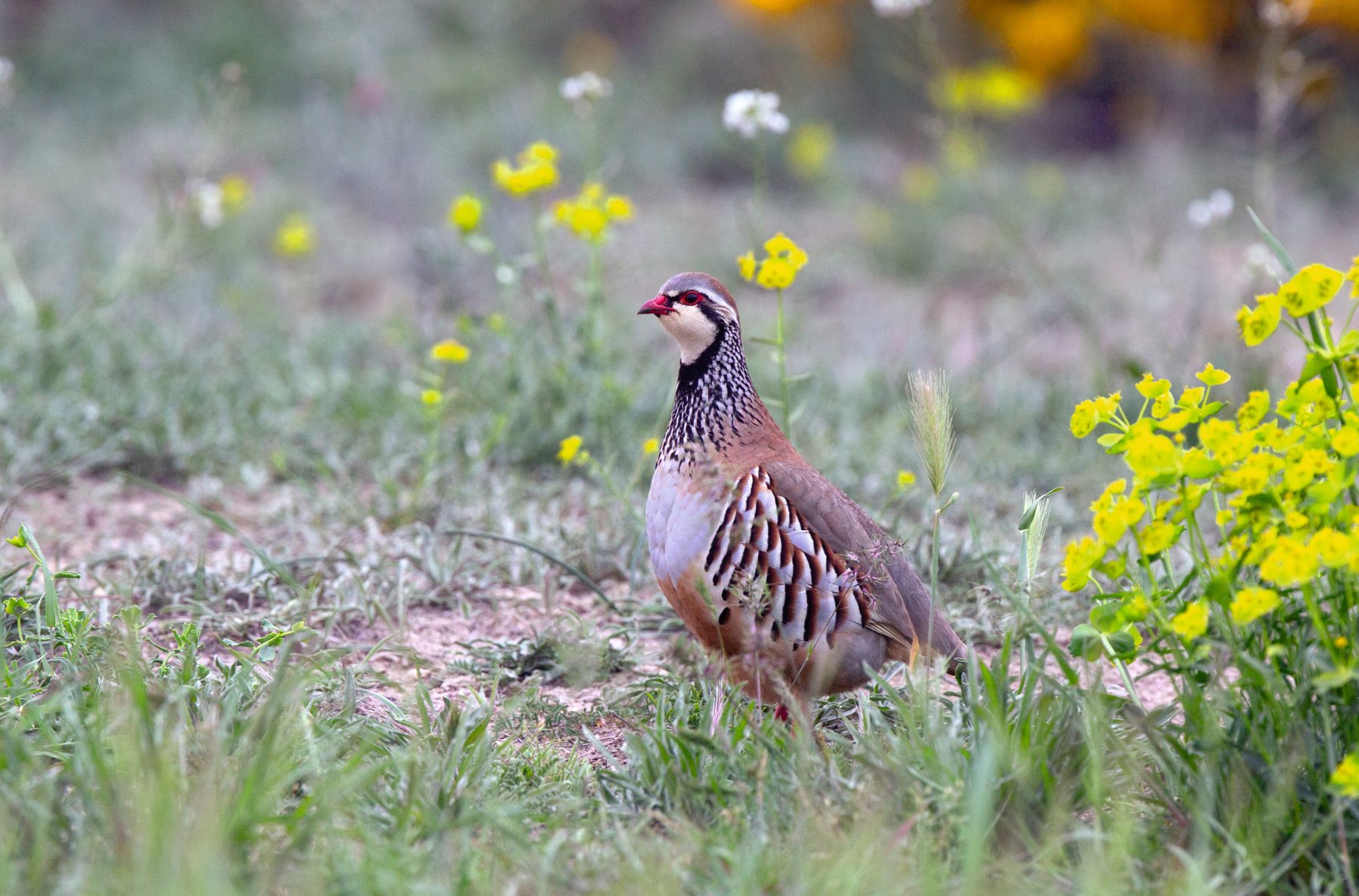 Red-legged partridge standing among spring wild flowers and cover