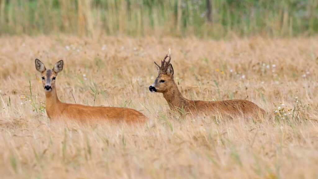 Stalking diary: three bucks on a humid evening in the Borders