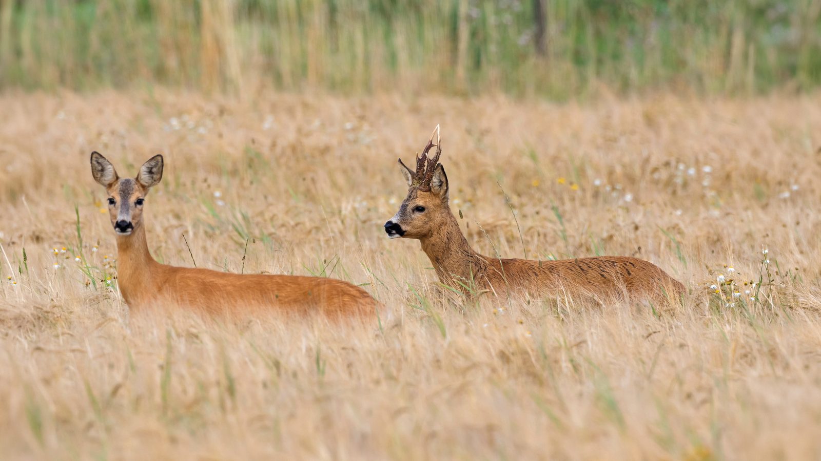 Stalking diary: three bucks on a humid evening in the Borders