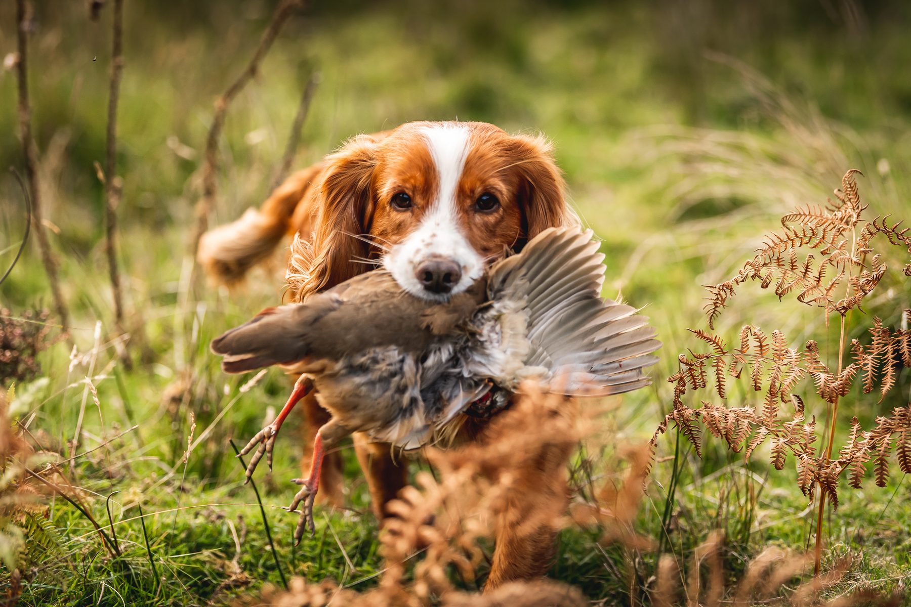 Partridge shooting terms explained: the language of the partridge day