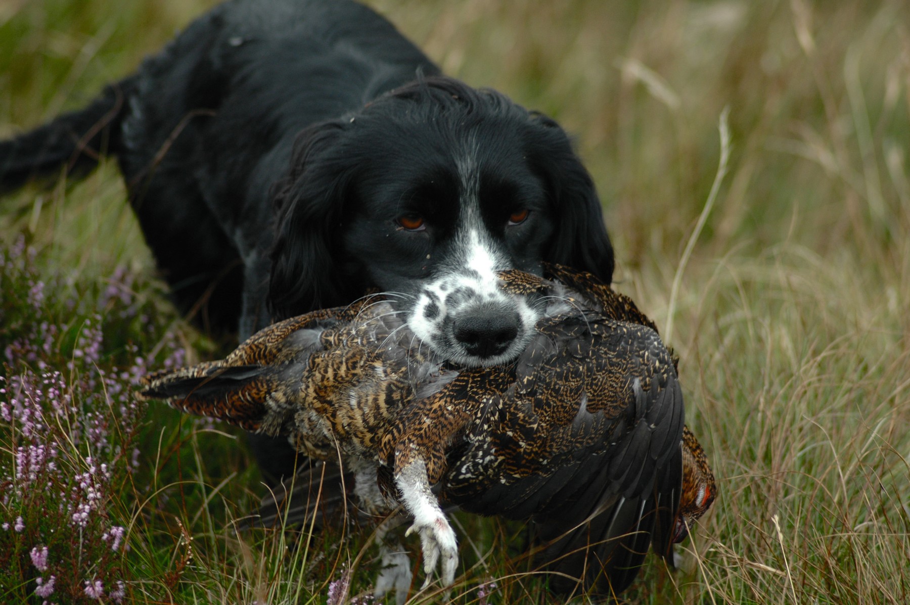 A black and white springer spaniel lying in the heather holding a red grouse
