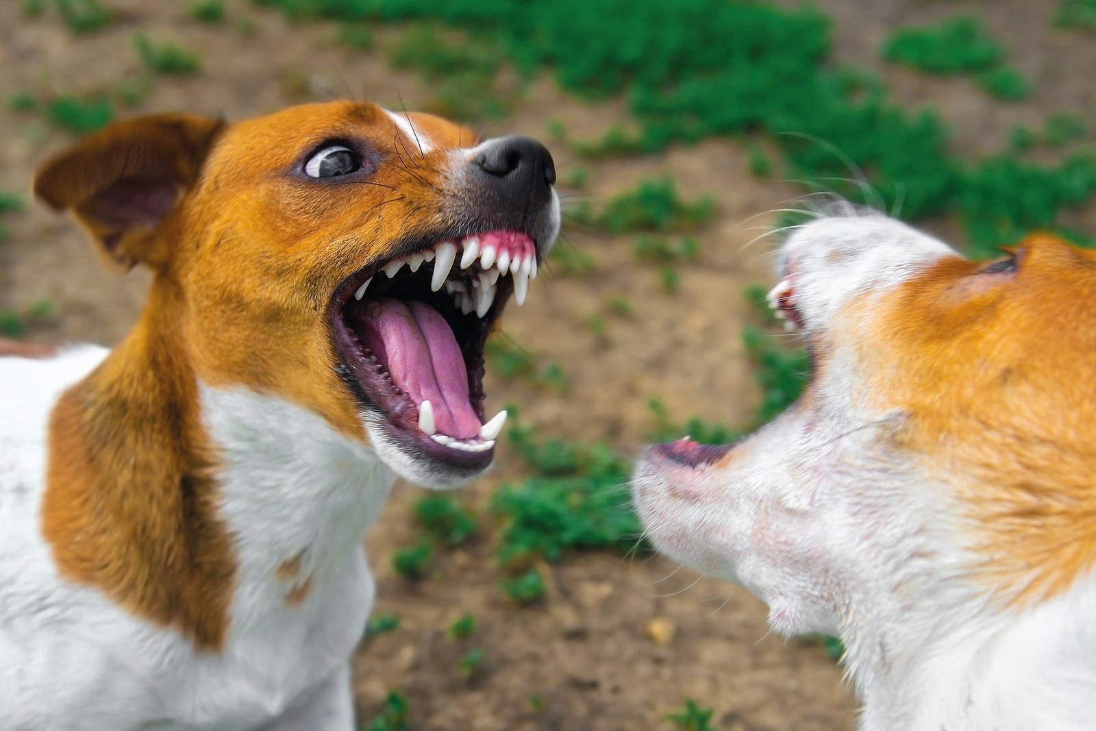 Out-of-control dogs: it's best to act before the worst happens