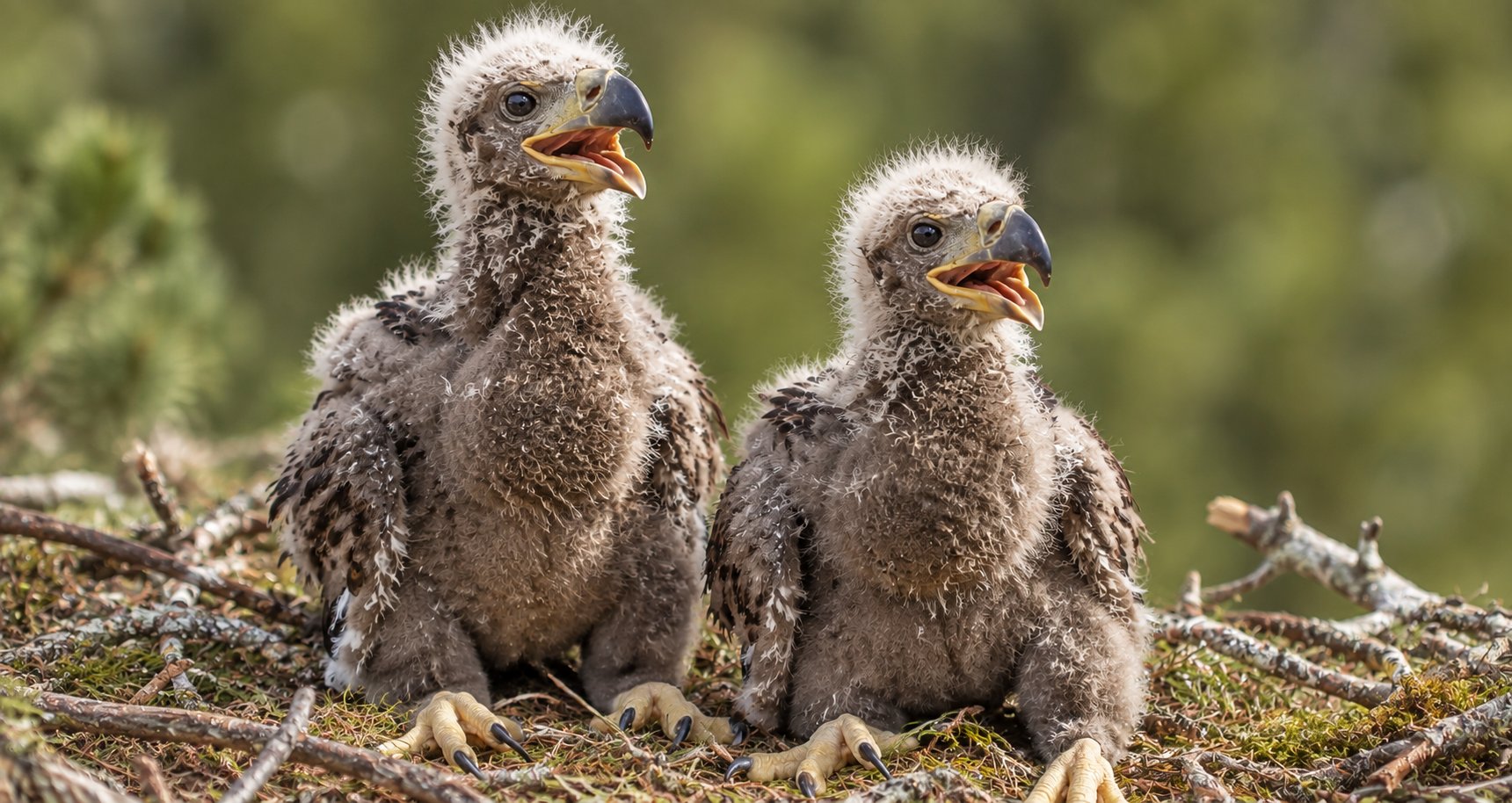 Three wild white-tailed eagle chicks fledge in Dorset and Sussex