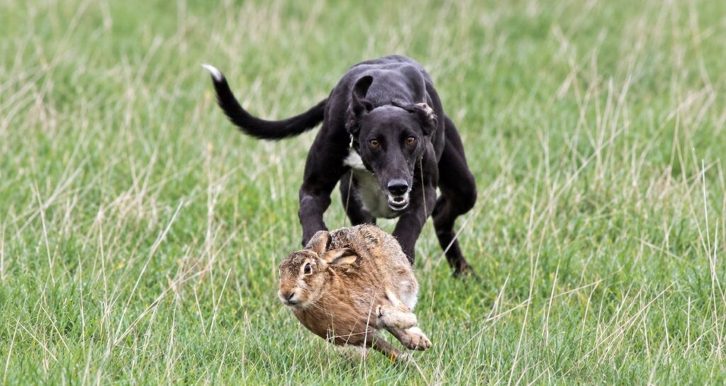 NFU demands coordinated crackdown on hare coursing gangs