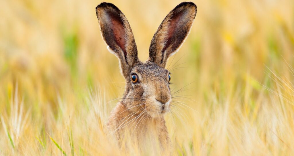 Wales opens consultation on statutory hare close season