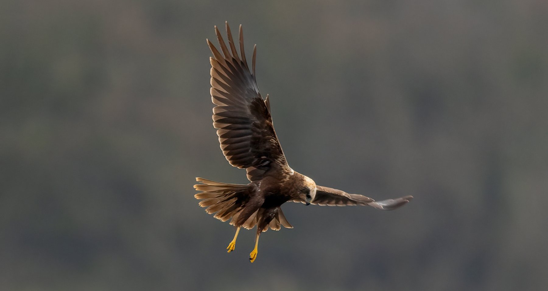 Marsh harrier found shot on North York Moors as police appeal