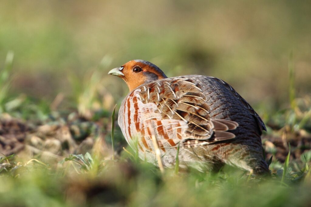 Farmer clusters lift grey partridges 271% in a decade