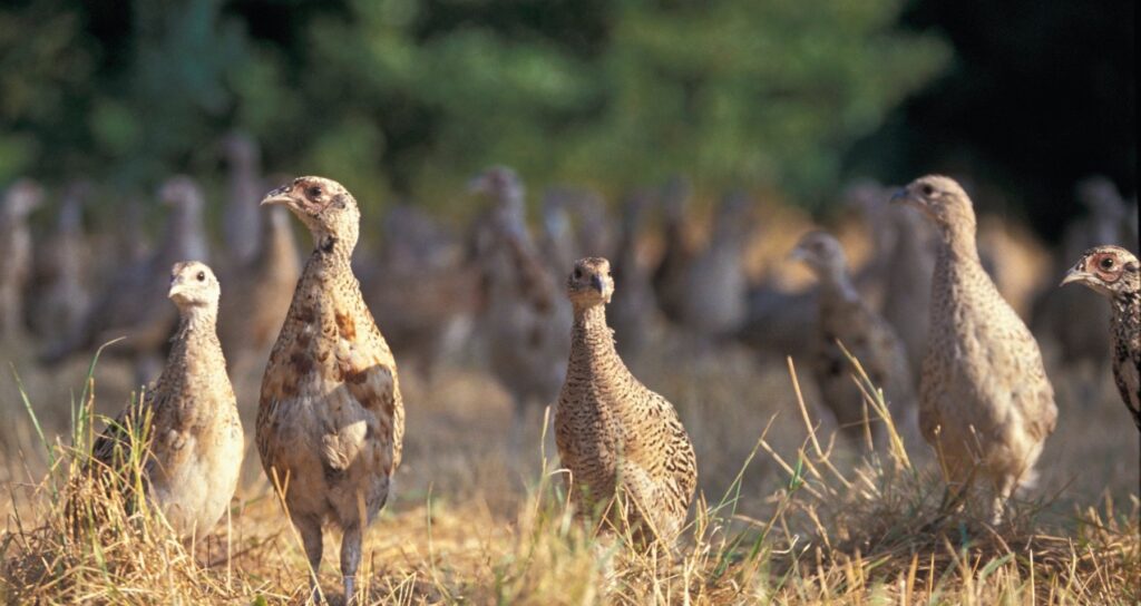 Defra opens call for evidence on gamebird release and shooting