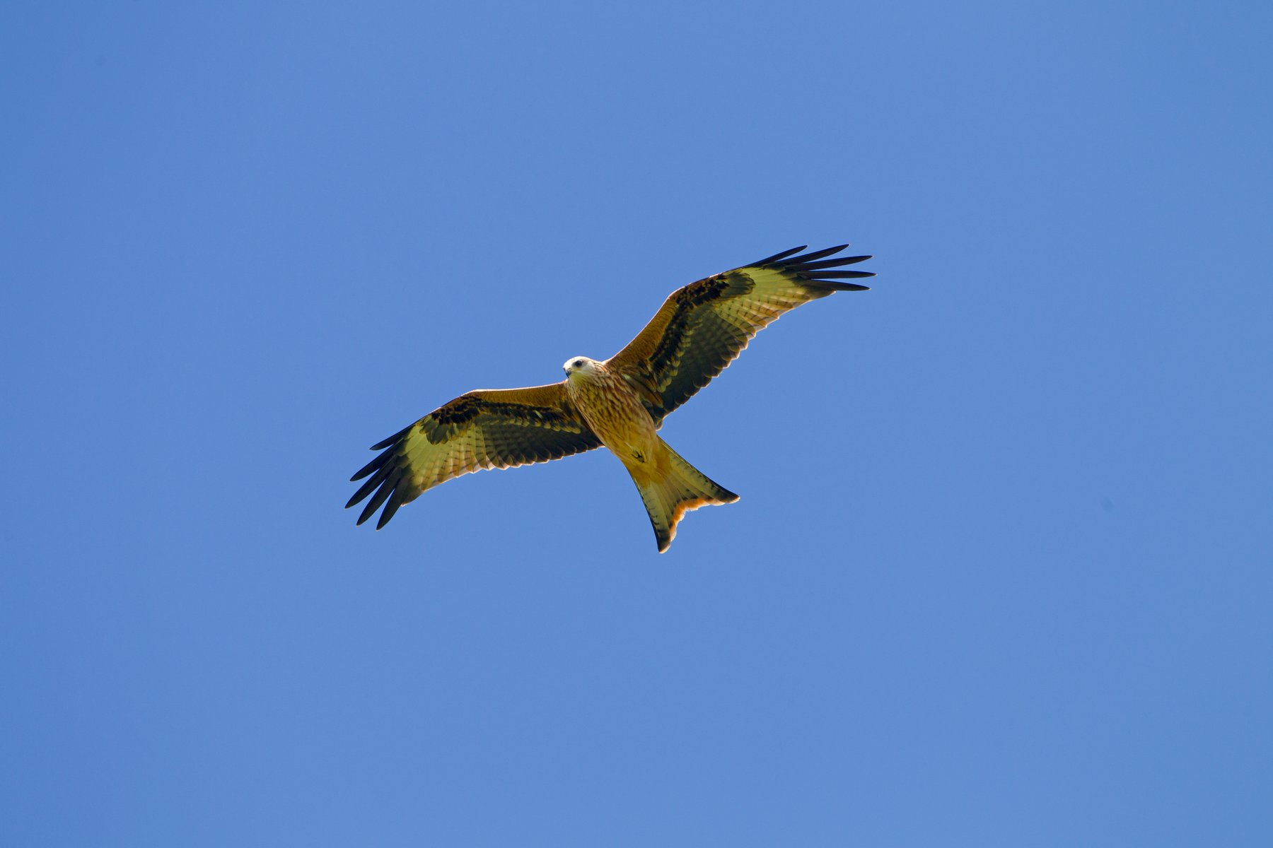 Police appeal after red kite poisoned in Aberdeenshire