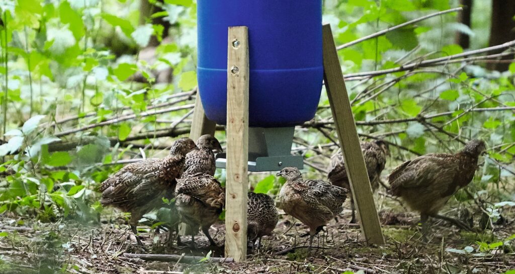 Natural England refused permission to appeal gamebird ruling