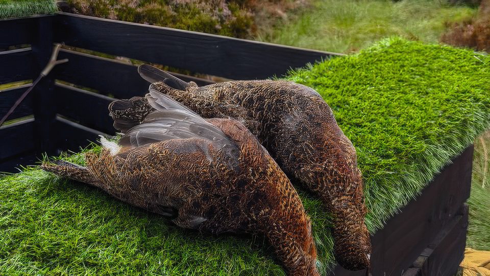 The grouse is the boss: why a moor is a working landscape