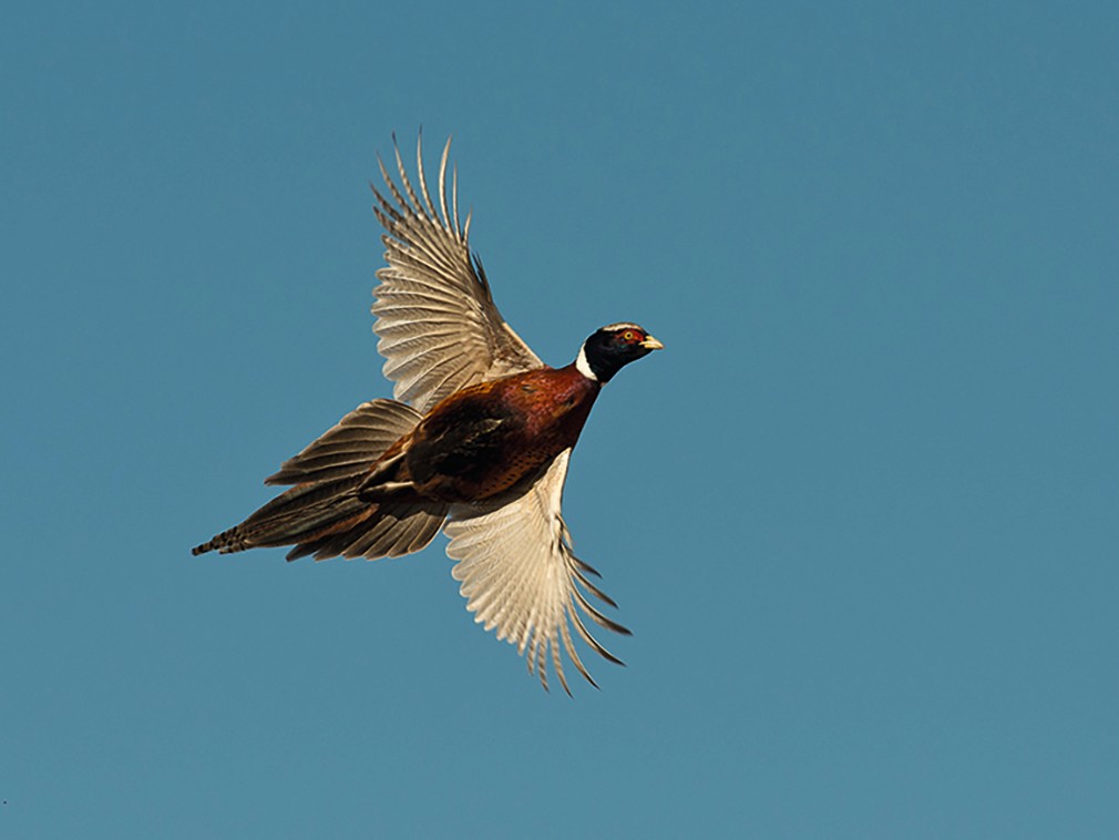 A cock pheasant in full flight against a clear sky