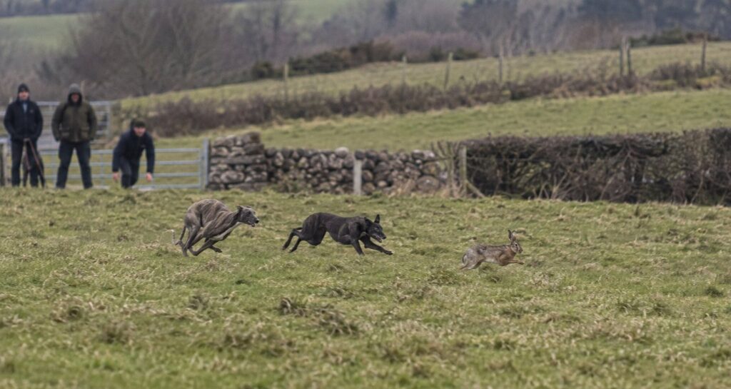 Defra puts £530,000 into wildlife crime unit to fight hare coursing