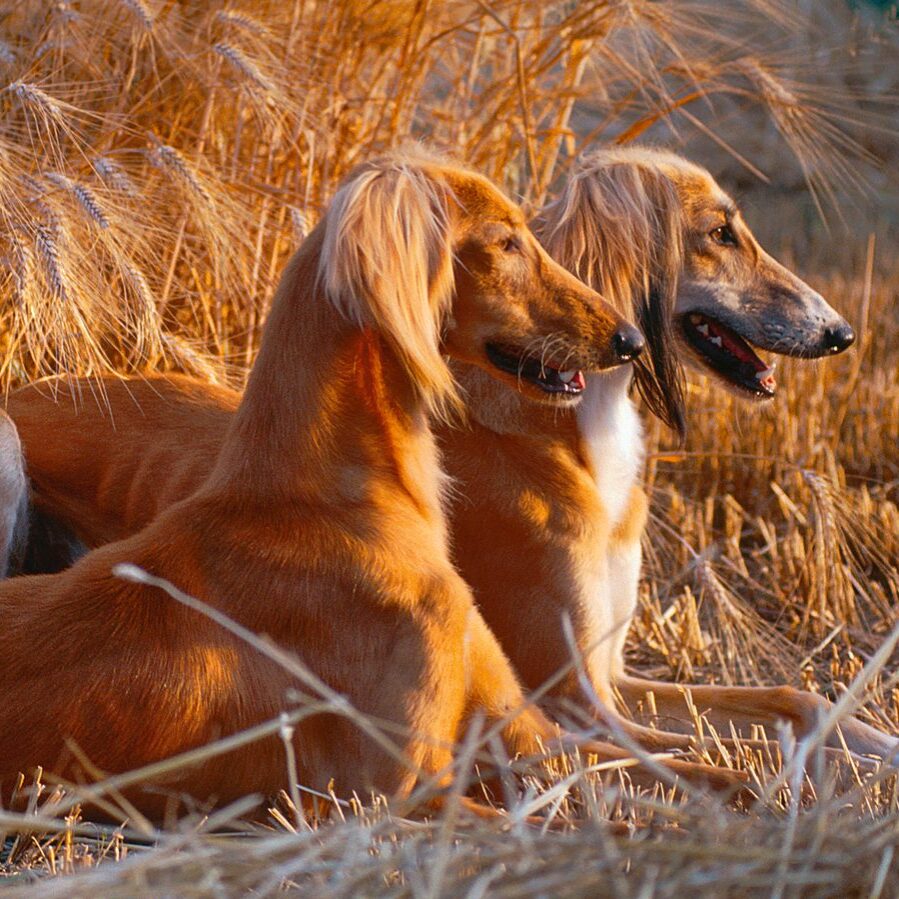 Born for the chase: how working dogs kill their quarry