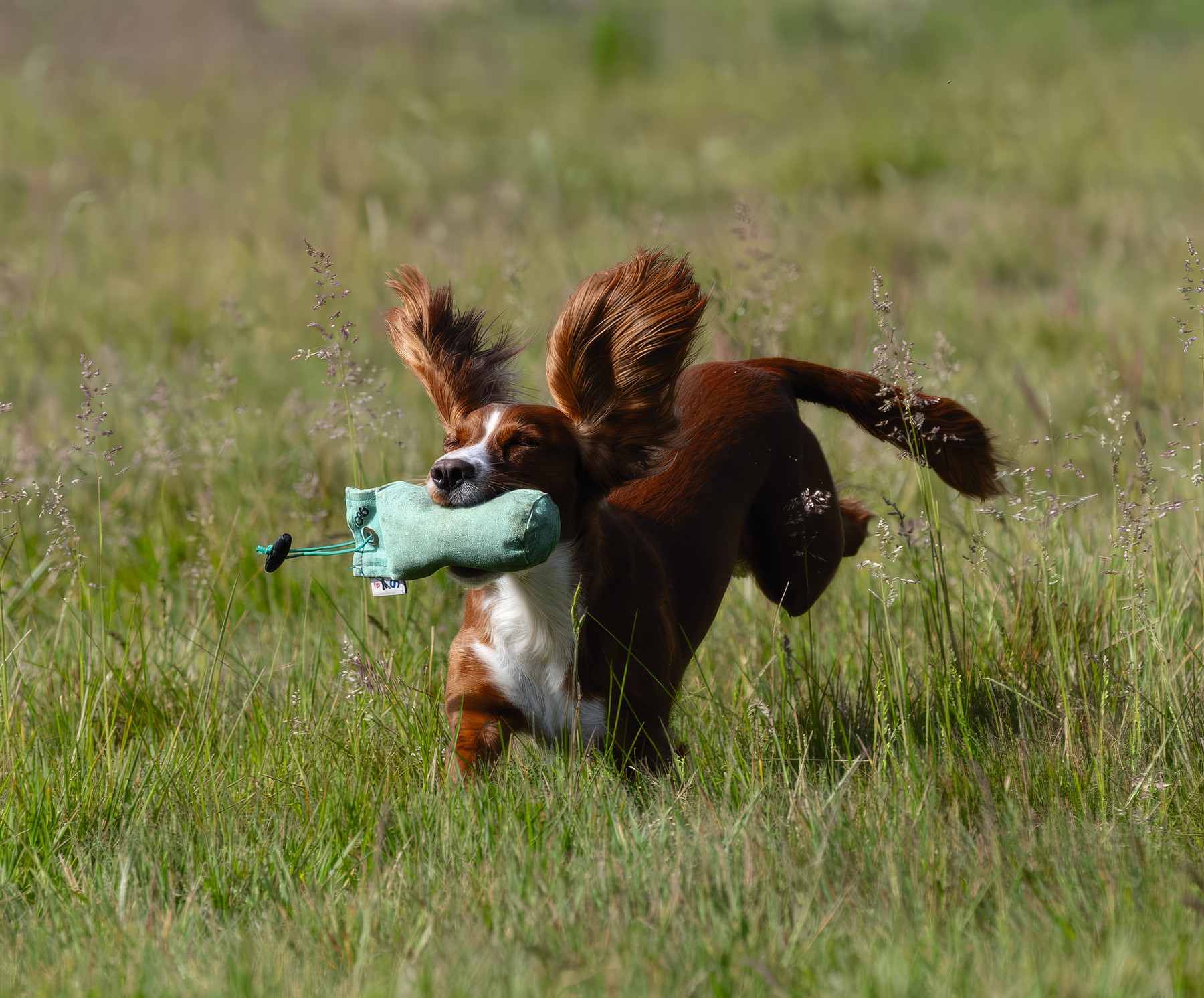 A working spaniel carrying a training dummy back to its handler