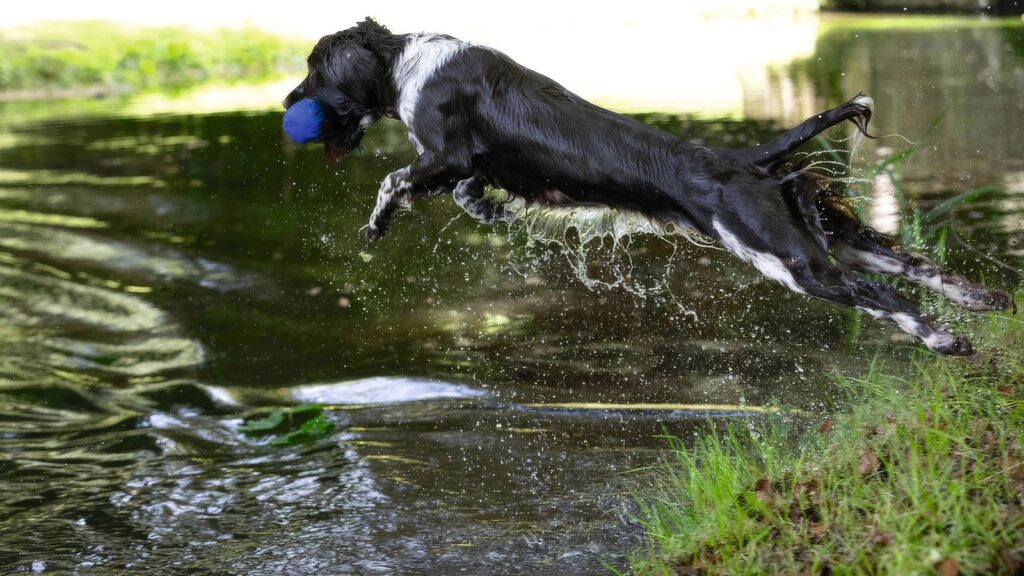 A girls' gundog training day at West Wycombe