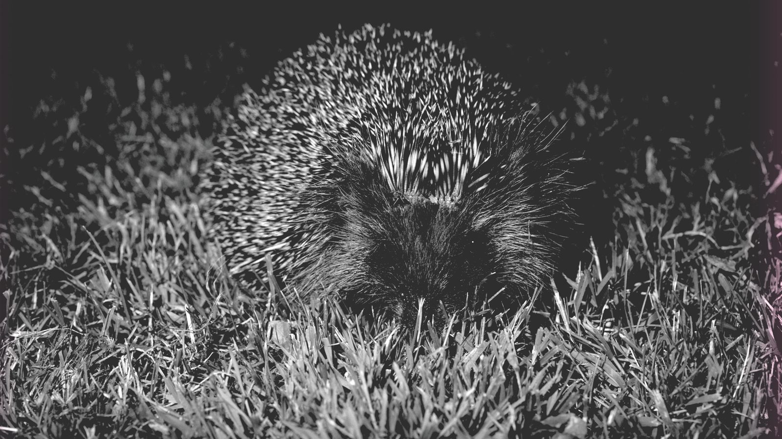 Going the whole hog: a lifetime fond of hedgehogs