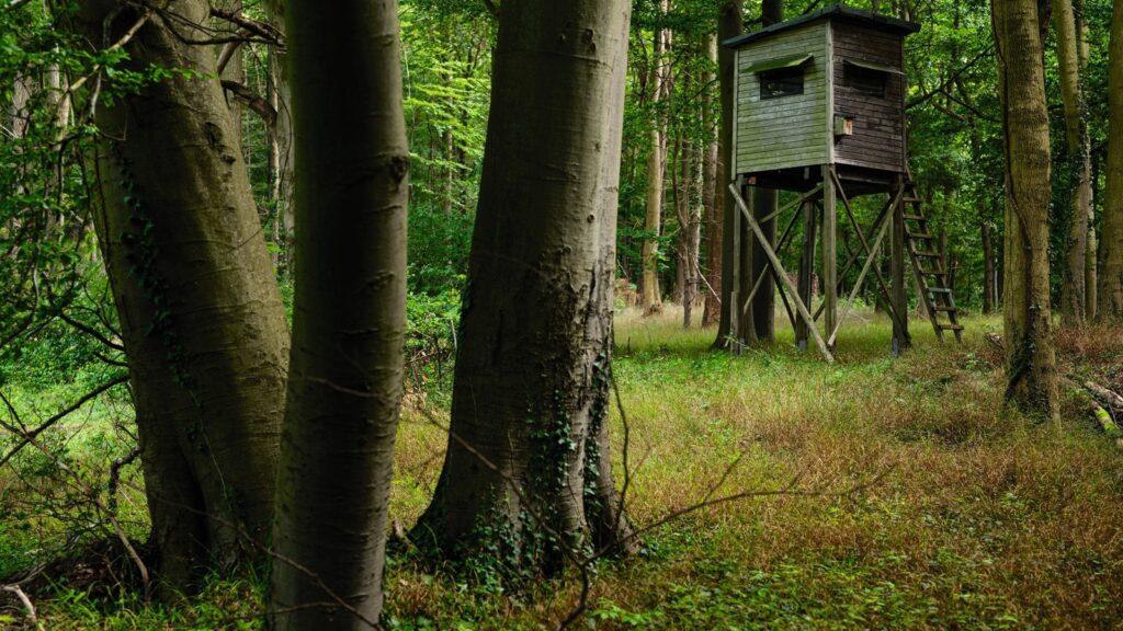Stalking Diary: a woodland double in the roe rut
