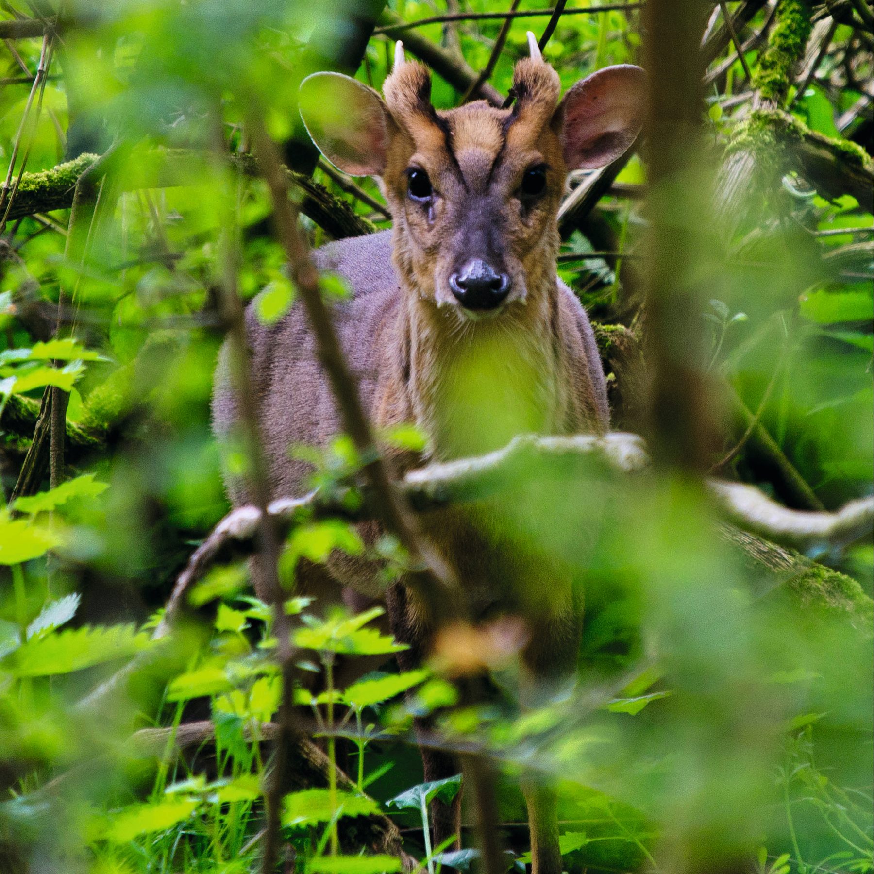 A muntjac deer peering out of dense green woodland cover