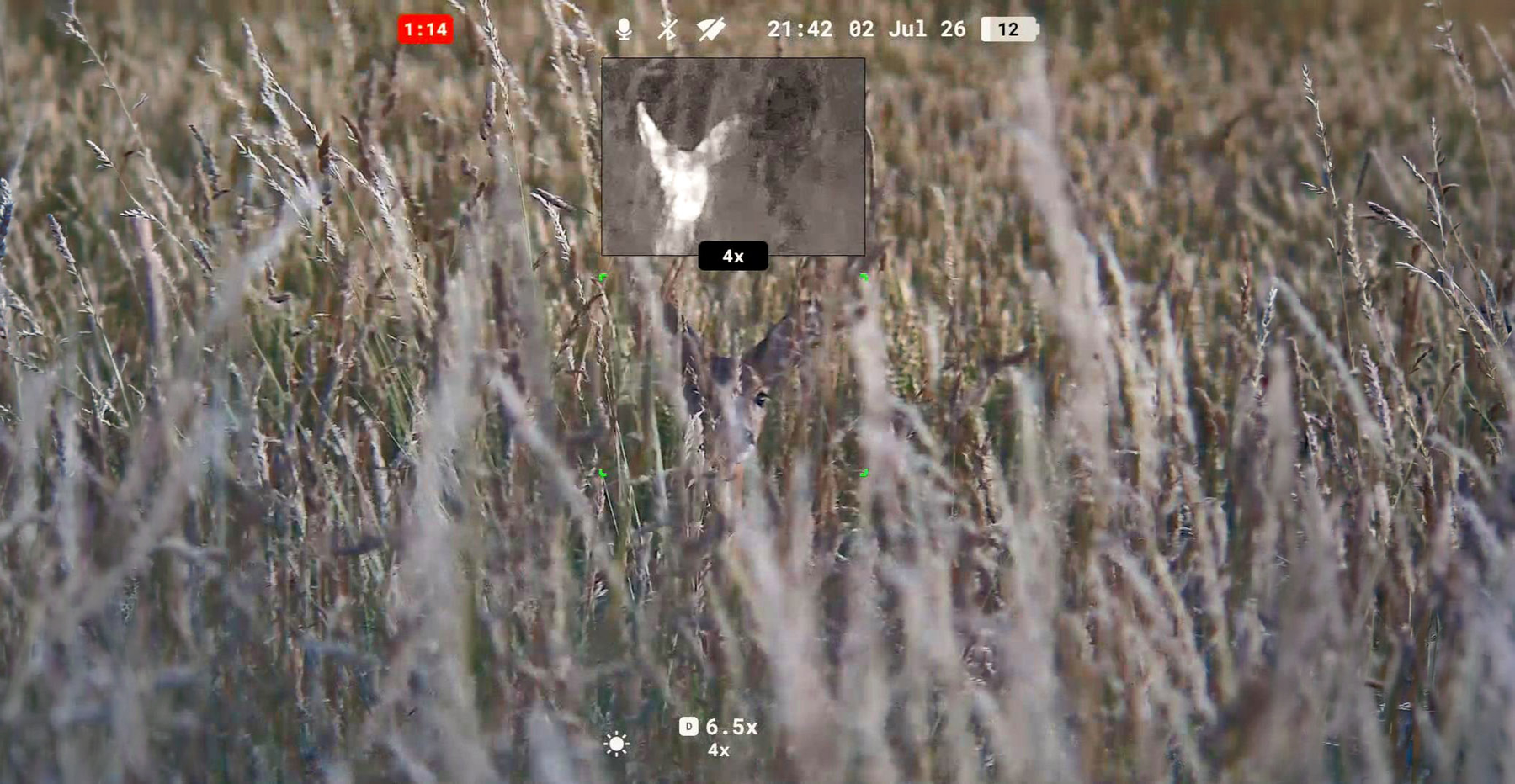 A roe doe barely visible in vegetation on the Pulsar Symbion's digital channel