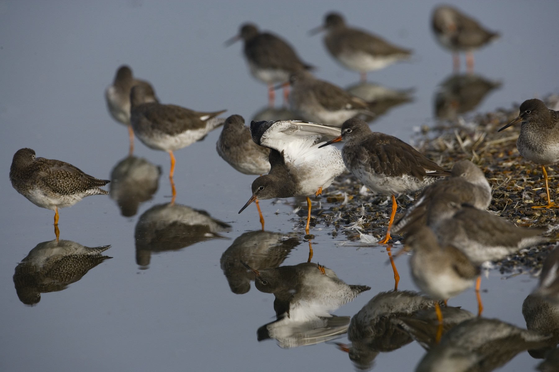 A flock of redshank gathered at the water's edge in autumn