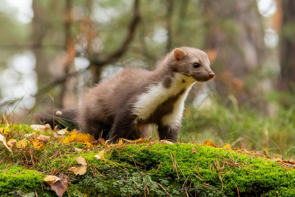 Pine martens could return across much of Britain, study finds