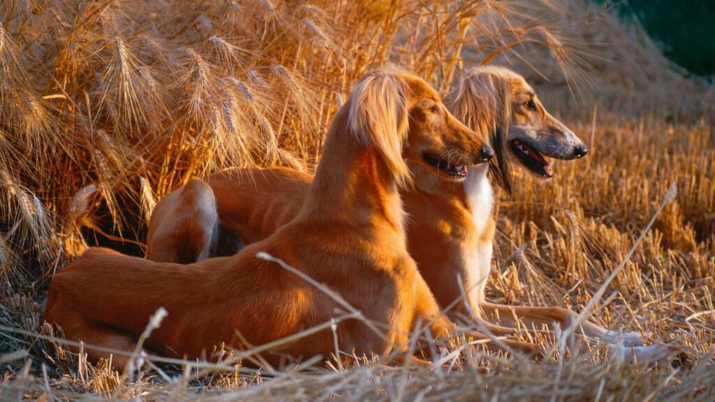Born for the chase: how working dogs kill their quarry