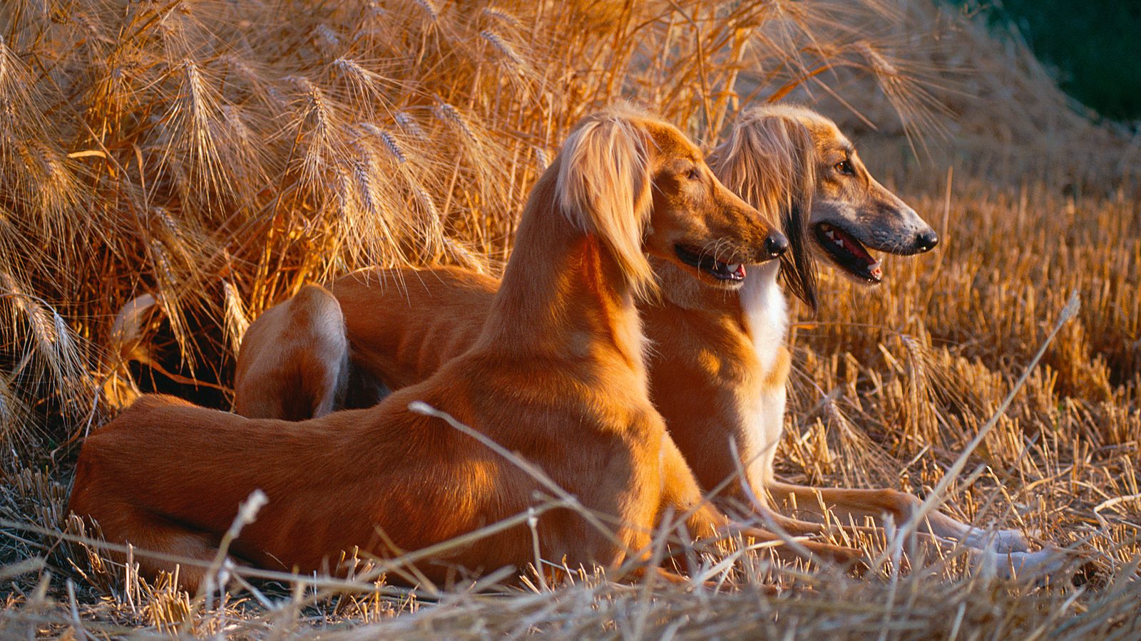 Born for the chase: how working dogs kill their quarry