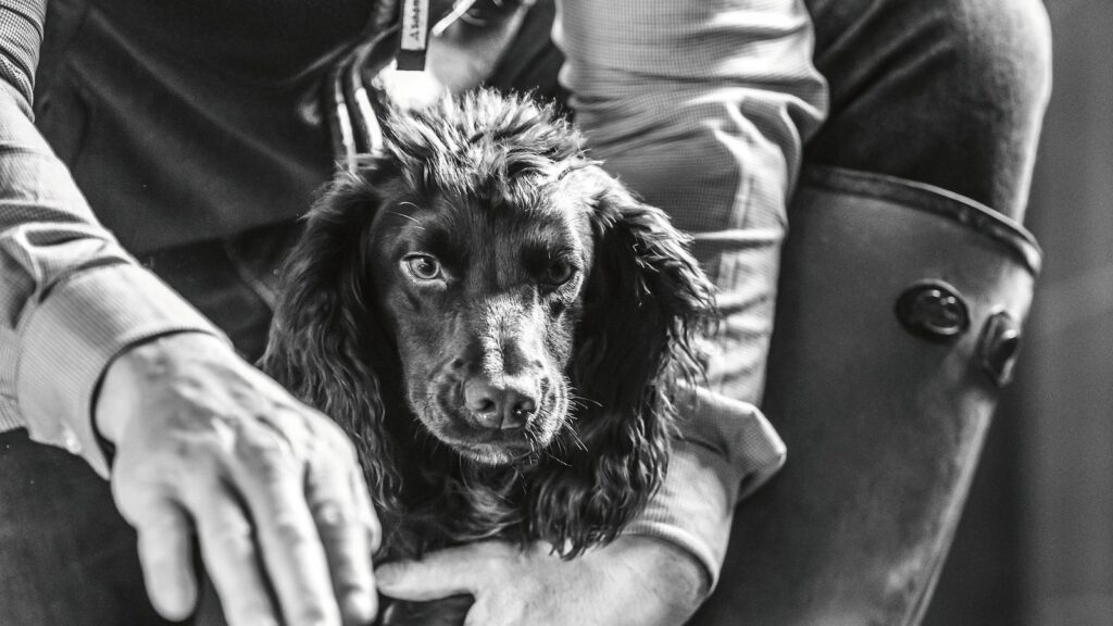 Gundog training starts on the drive home, says Ben Randall