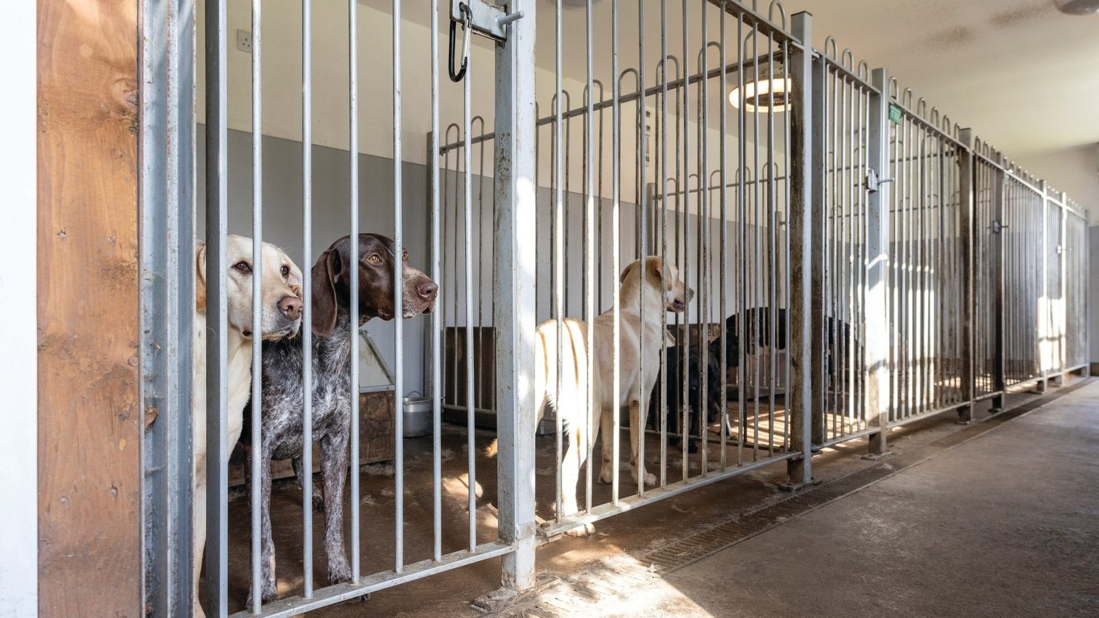 Gundog kennels: how to house a working dog | ShootingUK