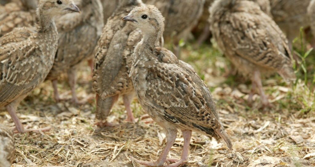 SPA gamebird licences: 20 granted from 37 applications in 2026