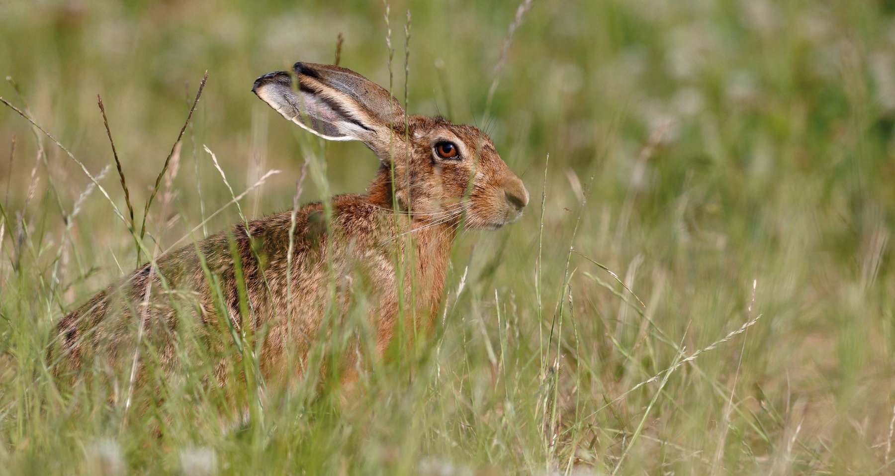 Countryside Alliance opposes Welsh close season for hares