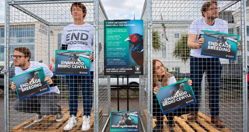 Campaigners press Wales to ban gamebird breeding cages