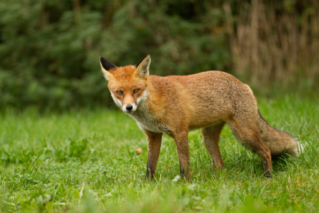 Pheasant releasing does not boost fox numbers, GWCT study finds