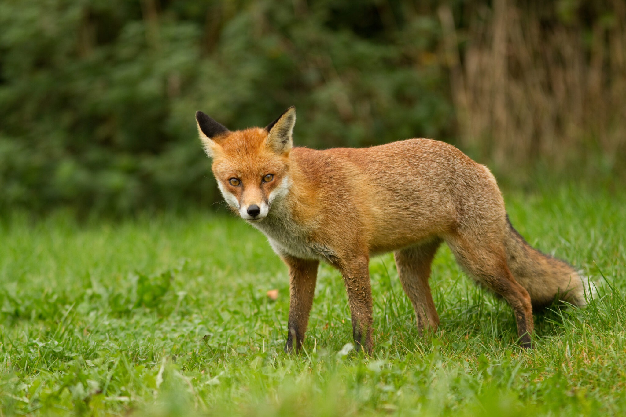 Pheasant releasing does not boost fox numbers, GWCT study finds