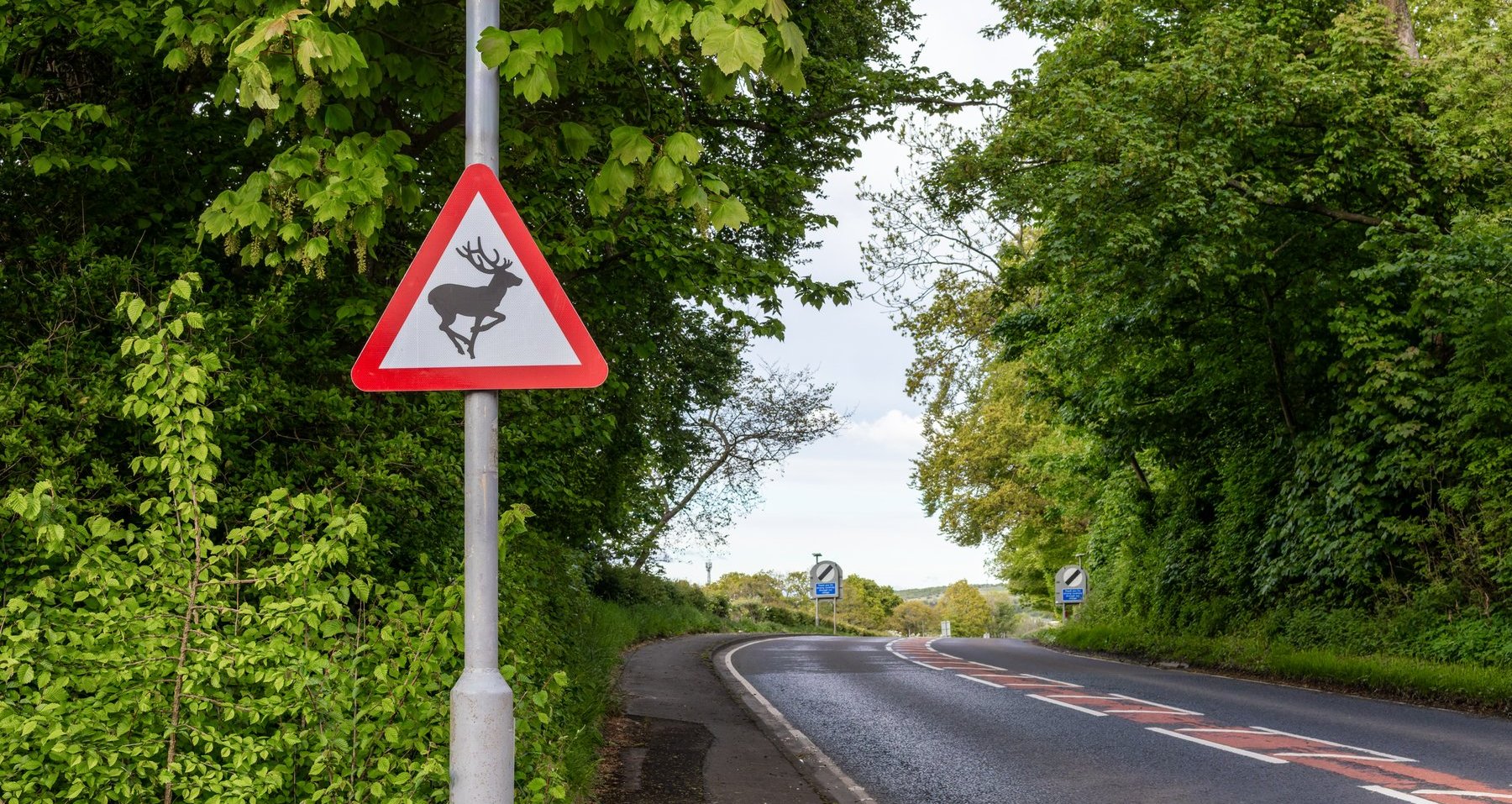 Gamekeepers to run Scotland’s first urban roe deer pilot