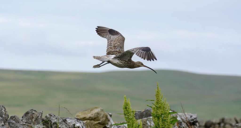 Grouse moor management helps keep Teesdale curlews stable, study finds