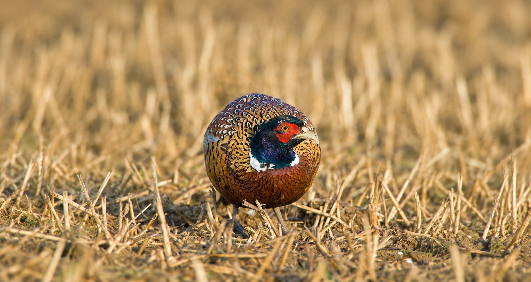 Game shooting review: BASC refused more time | ShootingUK