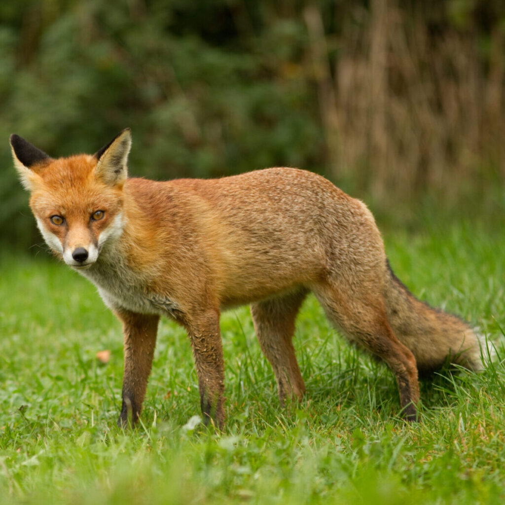 Pheasant releasing does not boost fox numbers, GWCT study finds
