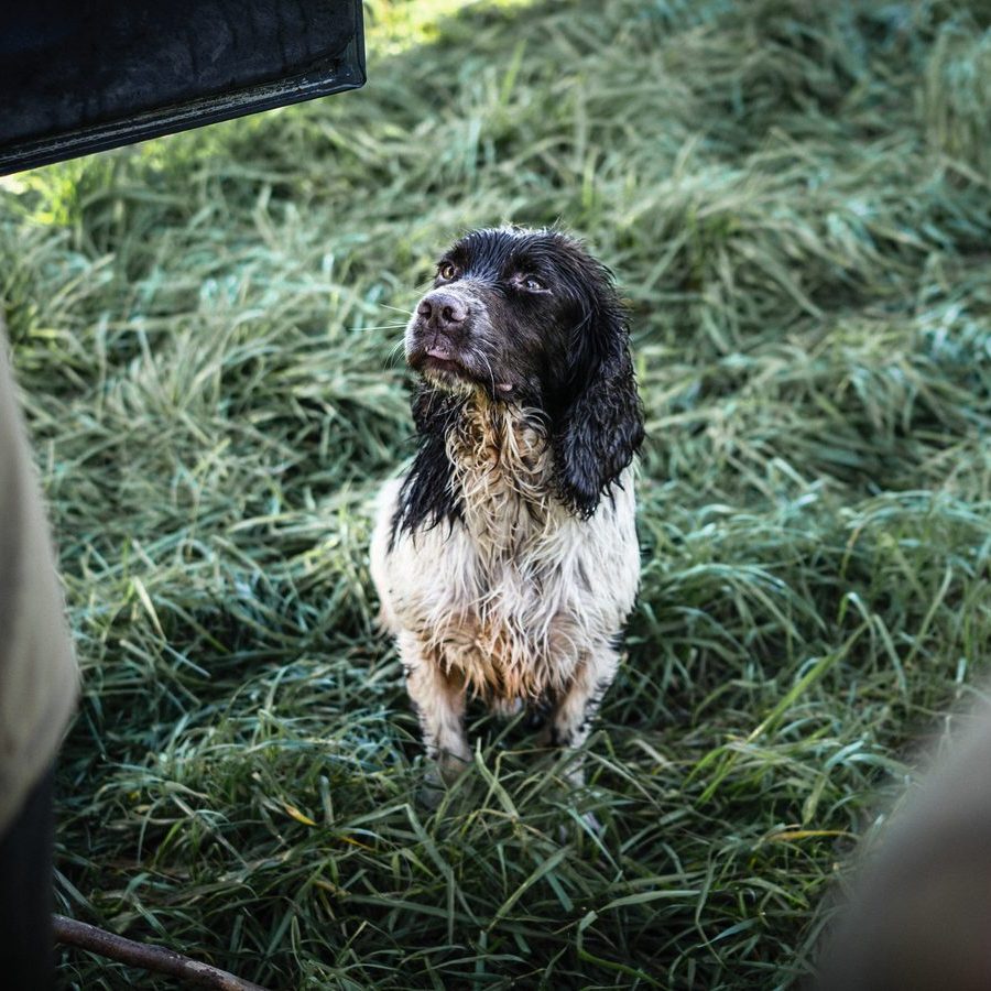 Is your dog really to blame? 11 handler mistakes that create problems in gundogs