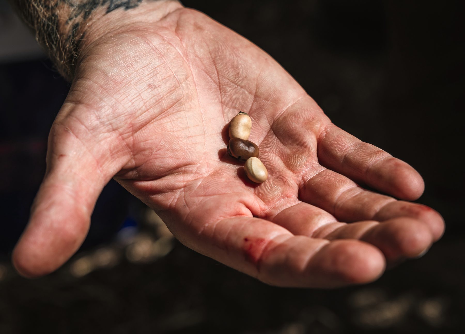An open hand holding three dried field beans