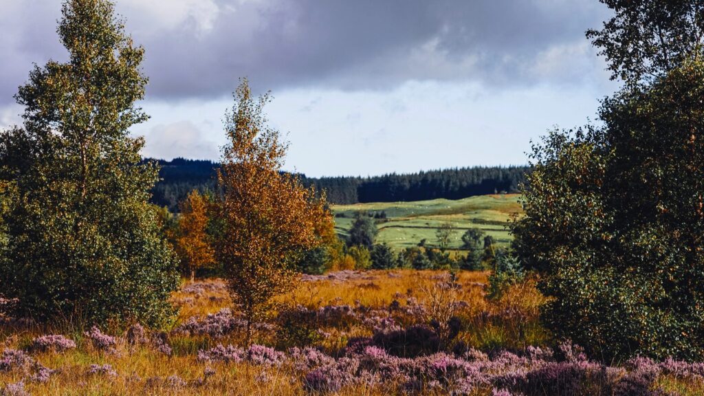 Country Diary: when a Galloway glen went arable and the lapwings came back