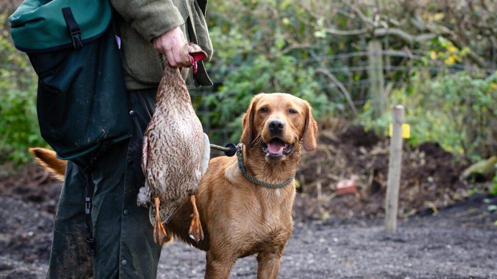 No shaggy dog story: why gundog owners should tell Defra what their dogs mean to them