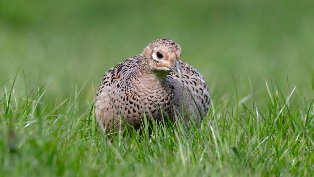 How habitat management helps gamebirds survive drought and heatwaves