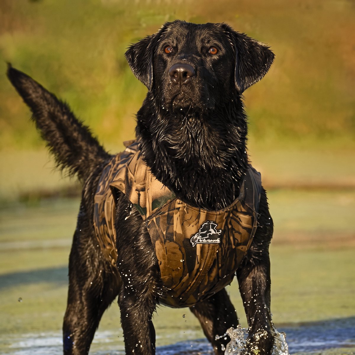 A black labrador in a camouflage Dokken Supervest Xtreme neoprene vest