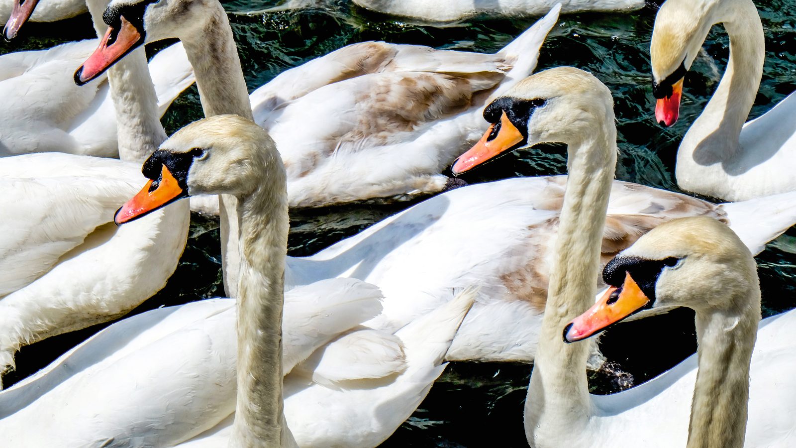 Country Diary: 106 swans and the first geese | ShootingUK