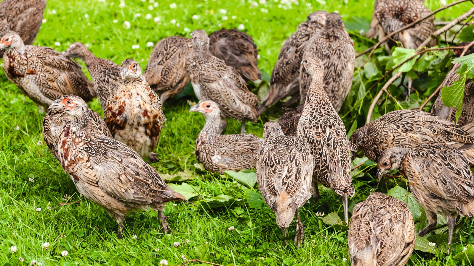 Defra cannot say how many gamebird chicks are imported or where they go
